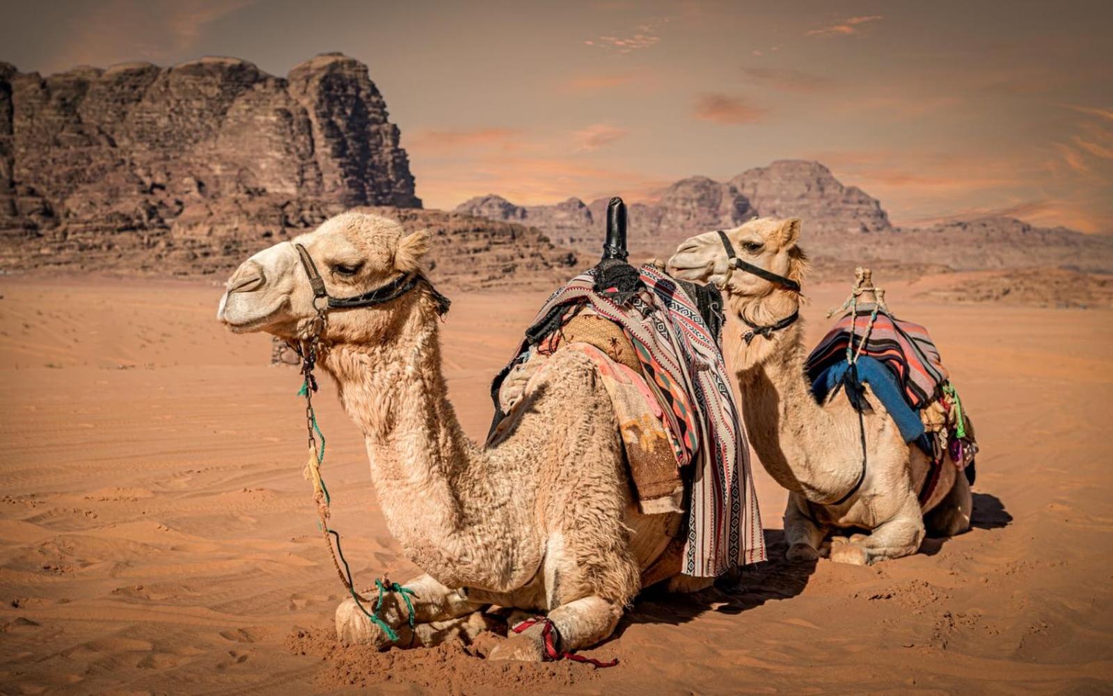Bedouin Life Camp Hotel Wadi Rum Ngoại thất bức ảnh